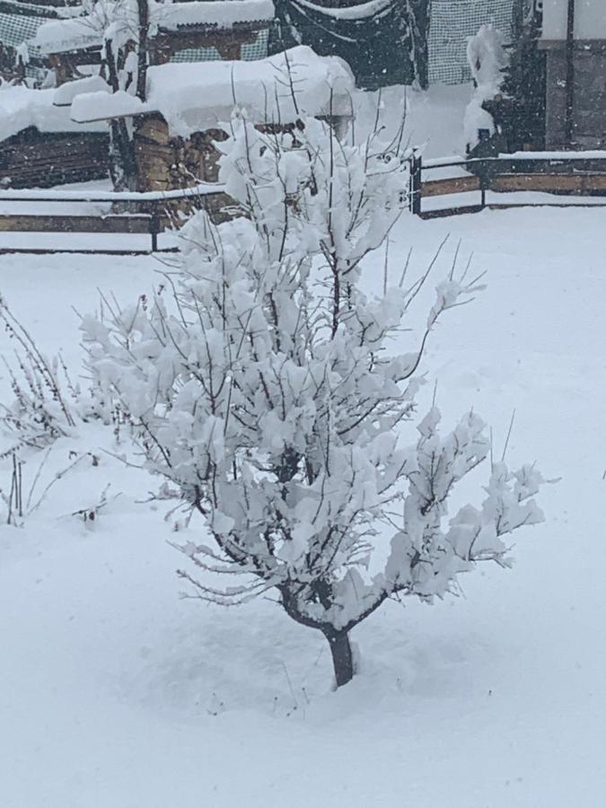 Casa Soia Daire Falcade Dış mekan fotoğraf